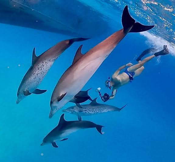 Swim With Dolphins